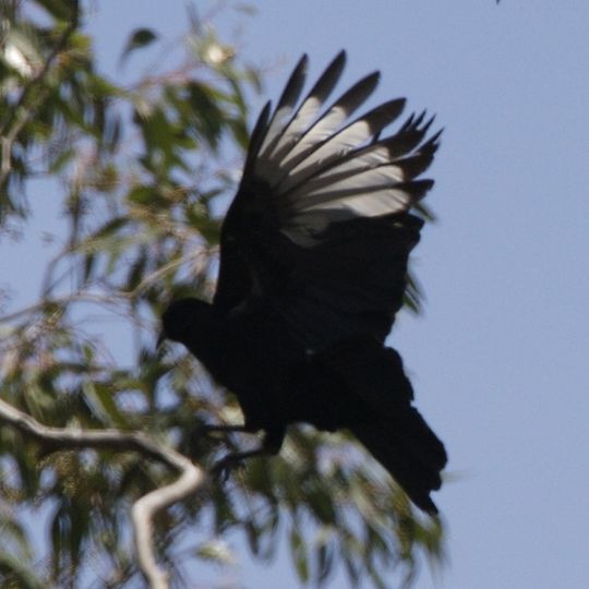 Brisbane-Ranges-Nationalpark