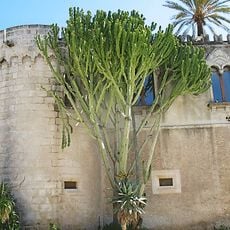 Castello della Targia