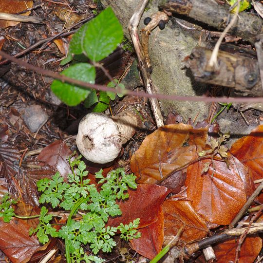 Köllertaler Wald mit Bietschieder- und Rödelbachtal