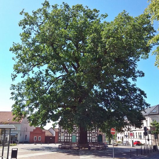 Biesenthal emperor's oak