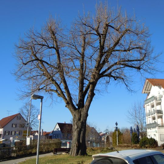 Linde bei der Ermsbrücke
