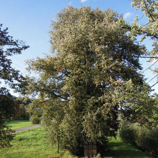 Lípy popravených vlastenců