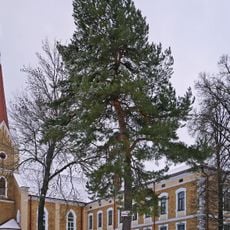 Monastery pine trees