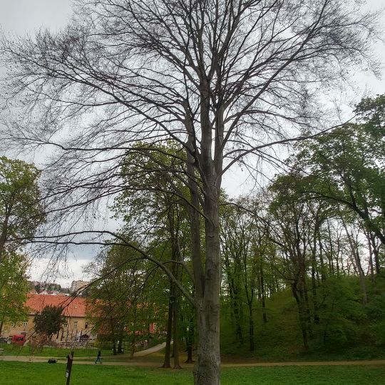 Buk lesní červenolistý v zámeckém parku v Medlánkách