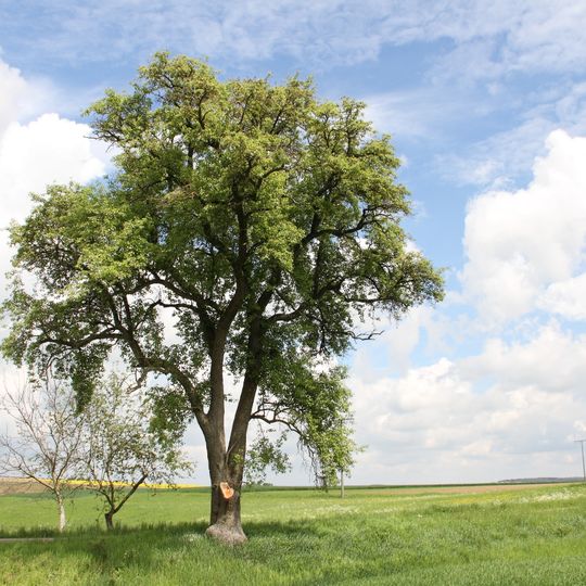 Birnbaum östlich Ermershausen Große Wiesen