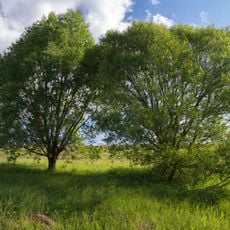 Джерело Медведка