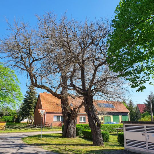 Naturdenkmal Maulbeerbaum 2 am Spielplatz, Flur 1, Flurstück 207 in Caminchen