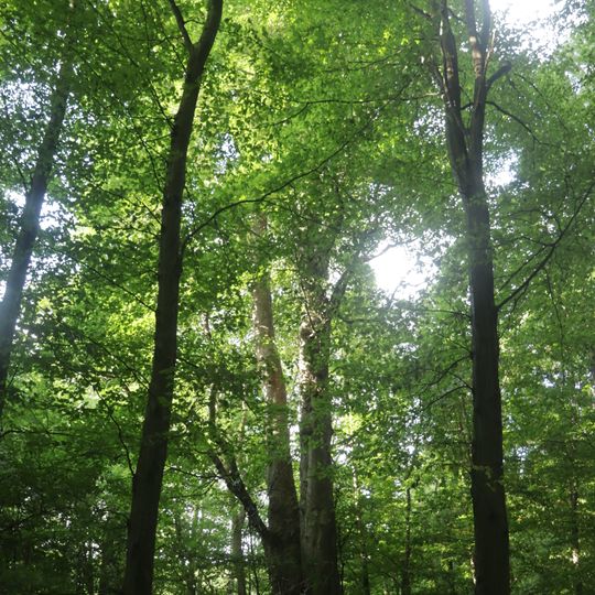 Klen pod Suchou horou