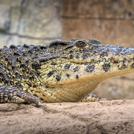 Crocodiles of the World