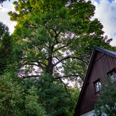 Jasan v zatáčce pod kostelem v Nové Vsi