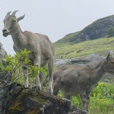 Parc national de Mukurthi