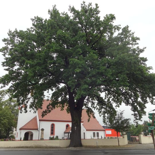 Naturdenkmal Stieleiche