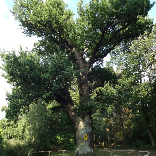Naturdenkmal Stieleiche 0,5 km S Kirche, Ortsausgang nach Jühnsdorf, Trebbiner Damm in Höhe von Haus Nr. 8; Flur 19, Flurstück 43/3 in Blankenfelde