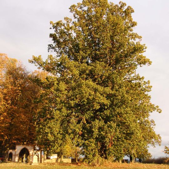 Poběžovická lípa