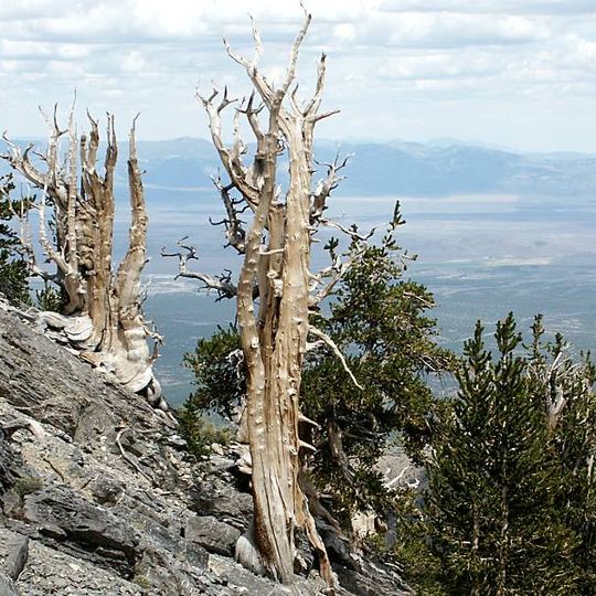 Currant Mountain Wilderness