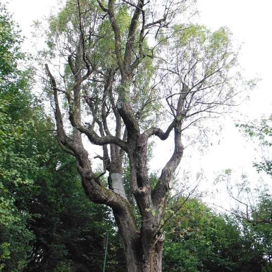 Košťálovská oskeruše