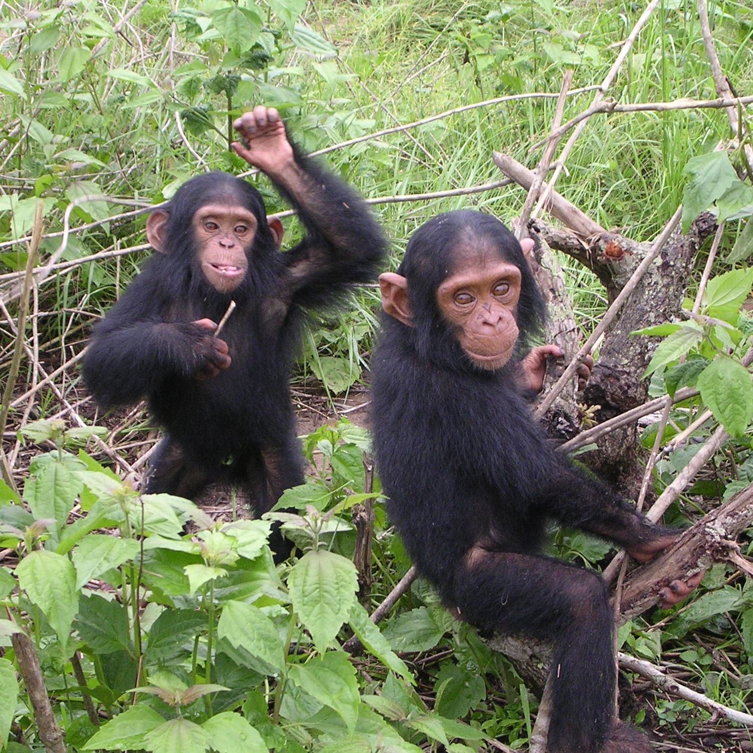 Sanctuaire Tchimpounga - Centre de réhabilitation des chimpanzés à ...