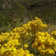 Garrapata State Park