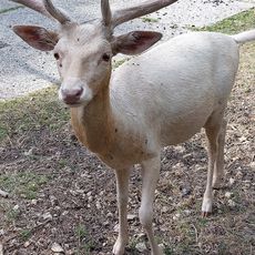 Wildgehege Stannewisch