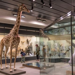 Zoological Museum of Zurich