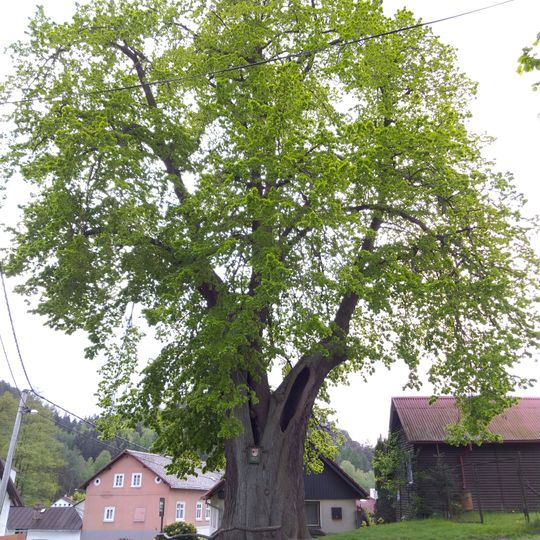Lípa širokolistá ve Sloupu v Čechách
