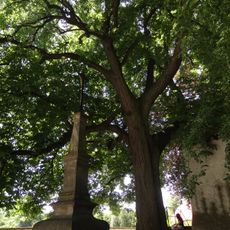 Lípa u děkanského kostela