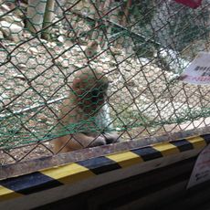 船越山るり寺モンキーパーク