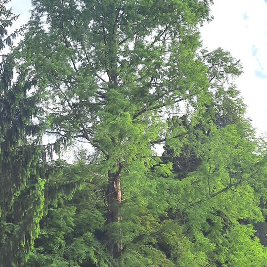 Metasekvoje v žehušickém parku