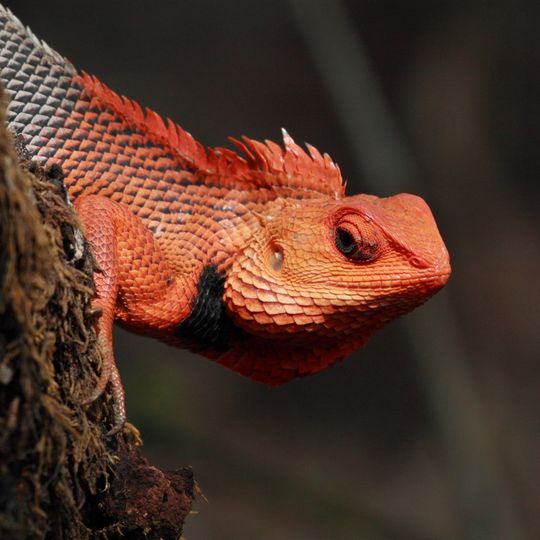 Parque nacional de Chandoli