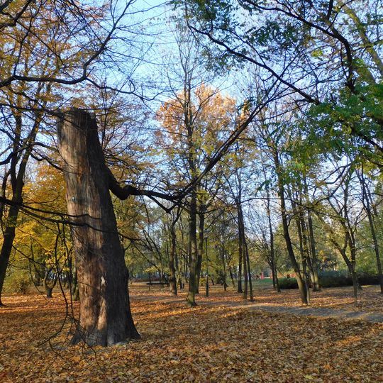 Monumental linden tree in Kombatantów Park