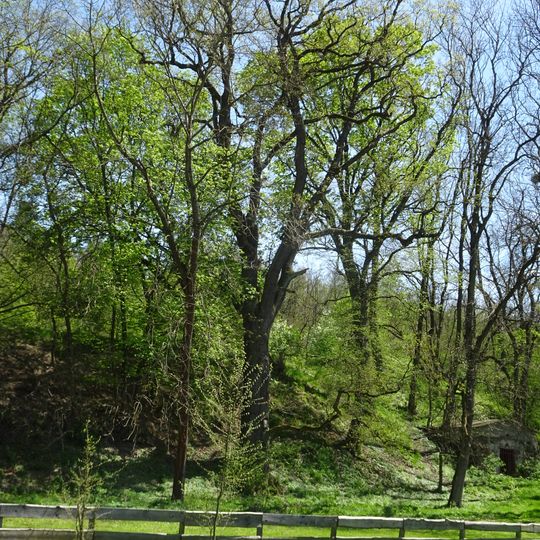 Dub na Nových Mlýnech