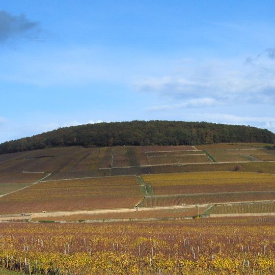 Corton