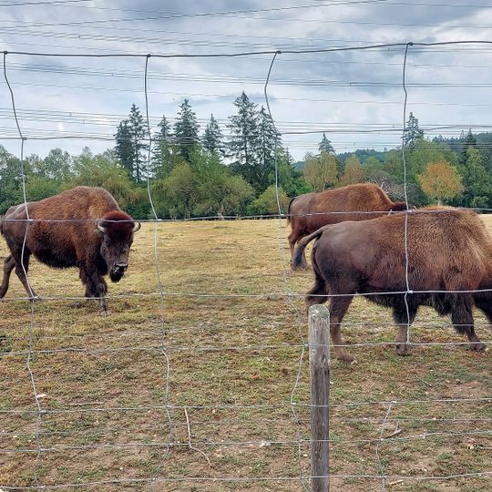 Tierpark Rheinböllen