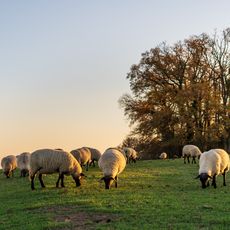 Michaelsberg - Böttinger Neckarschleife