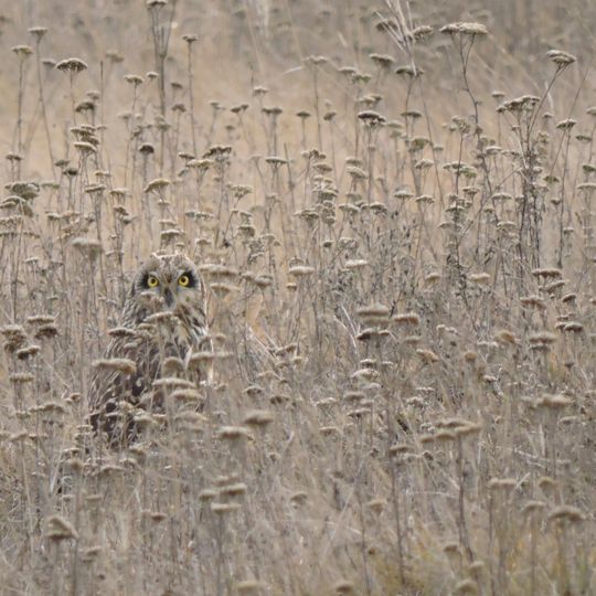 Distretto di Slov'jans'k