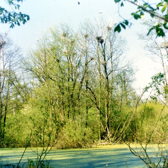 Graureiherkolonie Wassyliwka