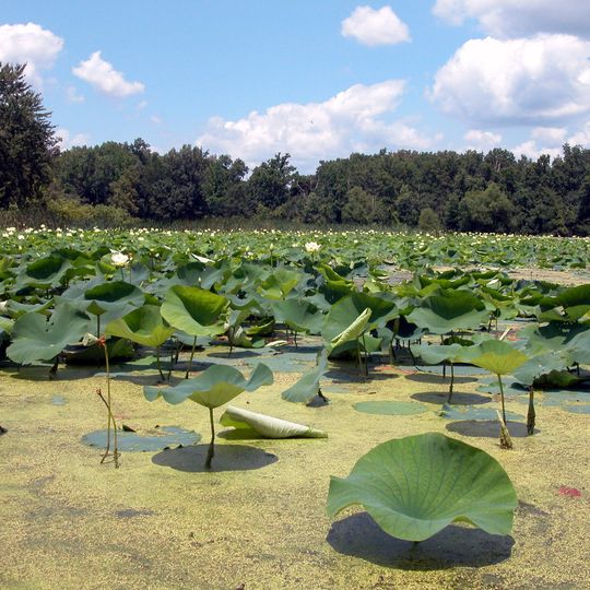 Mermet Lake State Fish and Wildlife Area