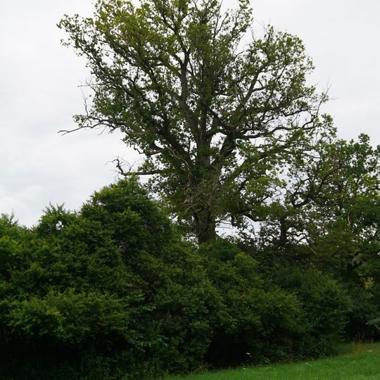 Traubeneiche an der Malmsheimer Straße