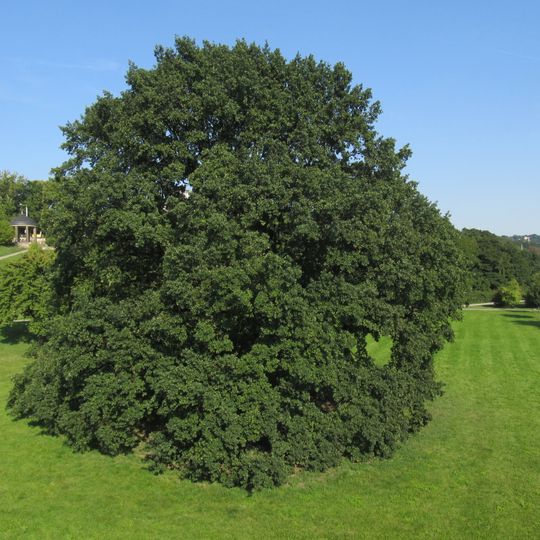 Sängereiche auf den Elbwiesen