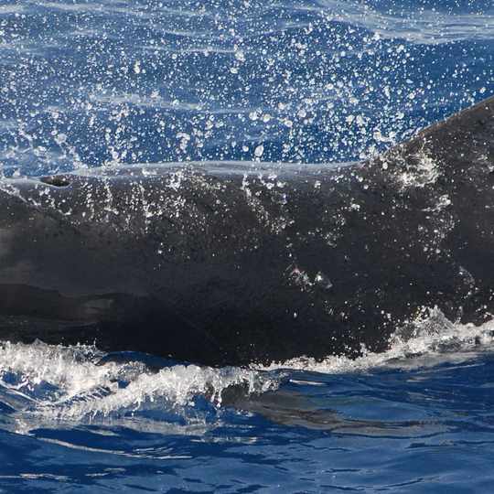 Cetáceos da Madeira