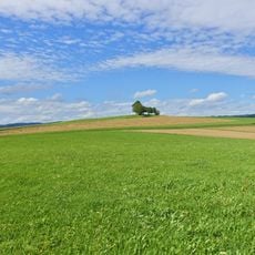 1 Linde, 1 Ulme auf dem Gupfen