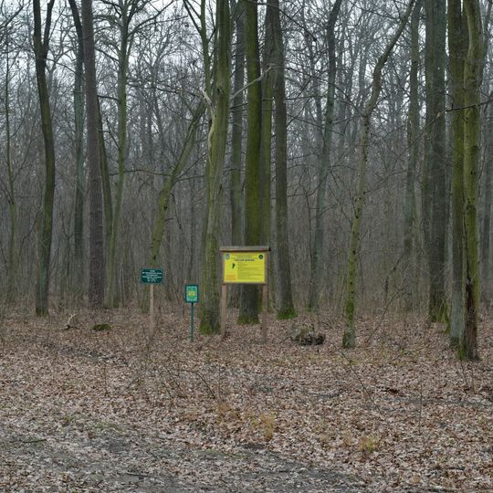 Чистий дубняк