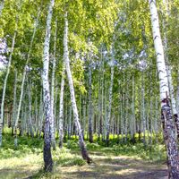 Yalutorovsky District