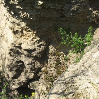 Fauna fossil near Calfa