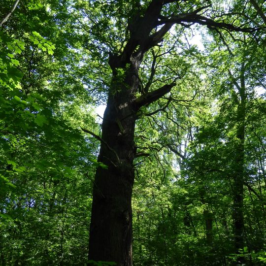 Naturdenkmal Eiche im Misburger Wald