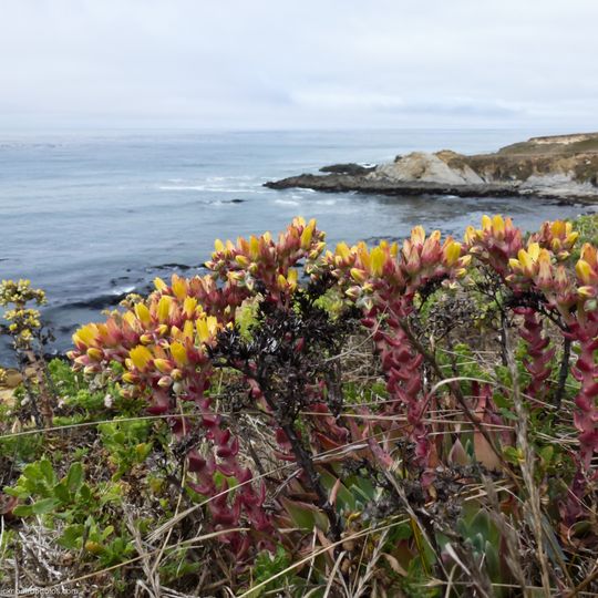 Harmony Headlands State Park