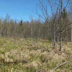 Kalēju tīrelis