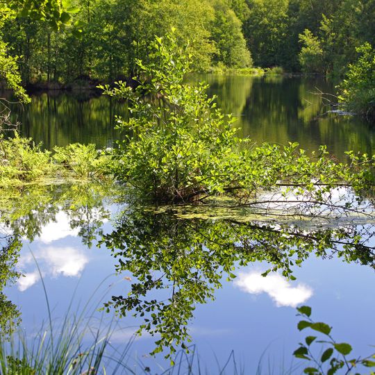 Großes Moor bei Darze