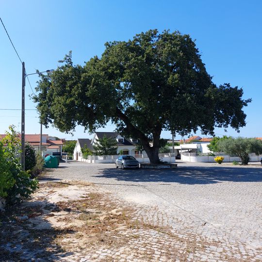 Árvore isolada em Pocariça