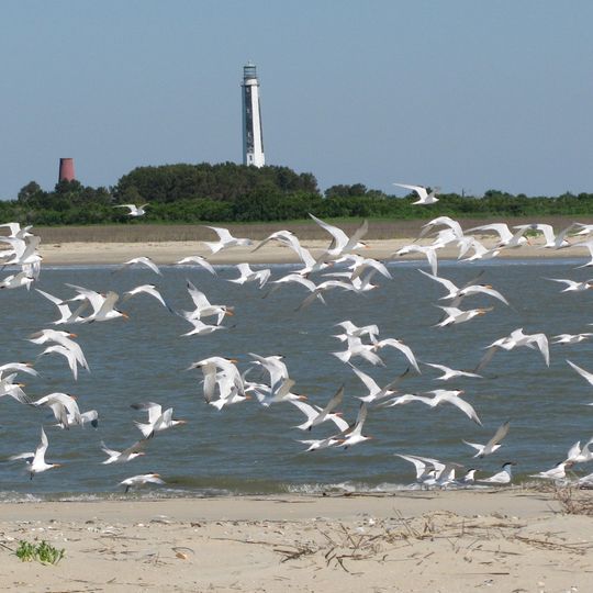 Refuge faunique national Cape Romain